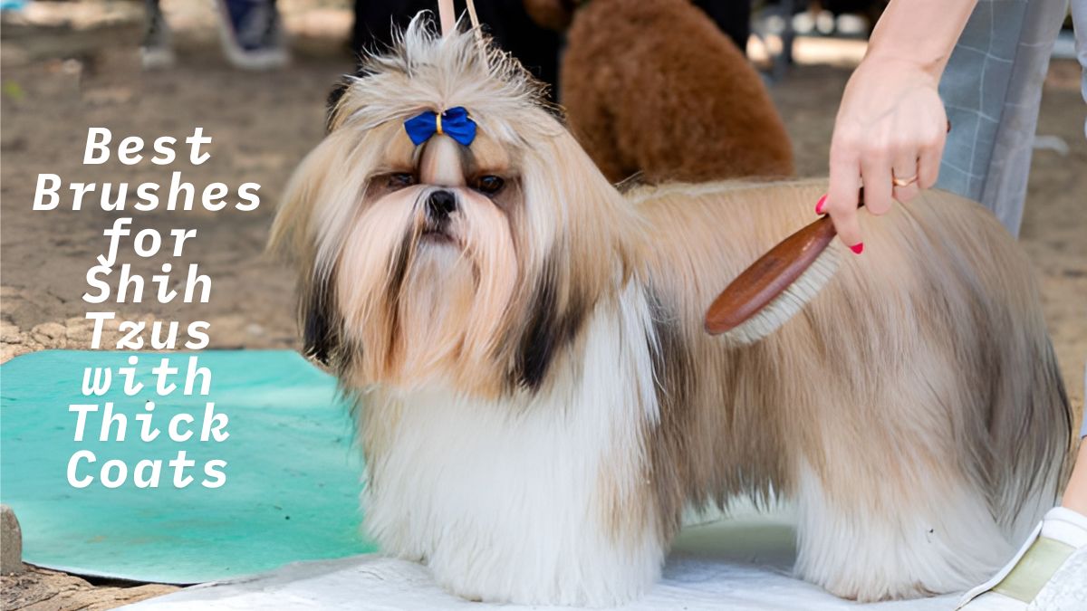 Best Brushes for Shih Tzus with Thick Coats