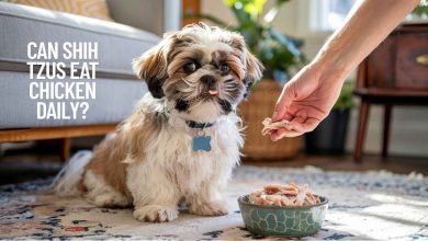 Can Shih Tzus Eat Chicken Daily?