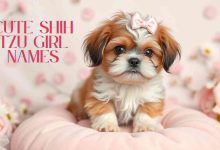 Cute Shih Tzu Girl Names