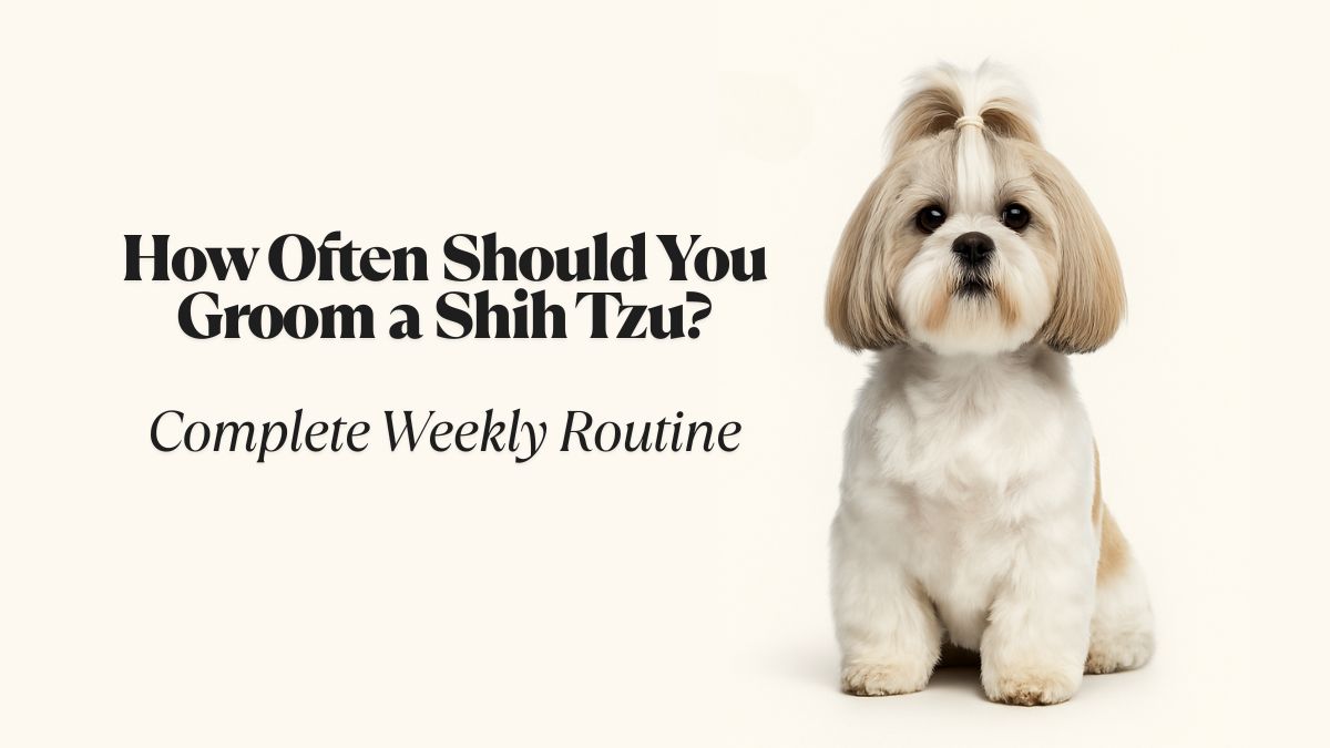 How Often Should You Groom a Shih Tzu?