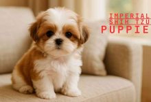 Imperial Shih Tzu Puppies