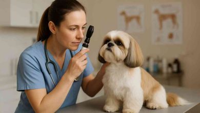 Vet Treatments for Shih Tzu