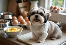 Can Shih Tzu Eat Eggs? Benefits, Risks & How to Serve