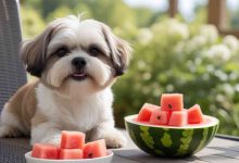 Can Shih Tzu Eat Watermelon? What Every Owner Should Know