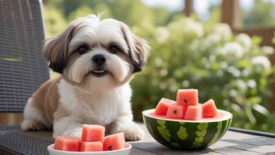 Can Shih Tzu Eat Watermelon? What Every Owner Should Know