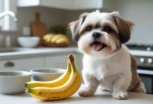 Can Shih Tzus Eat Bananas? Vet Advice and Serving Tips