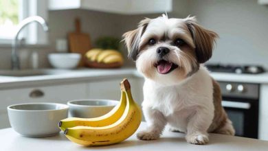 Can Shih Tzus Eat Bananas? Vet Advice and Serving Tips