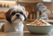Homemade Chicken and Rice Recipe for Shih Tzu Dogs