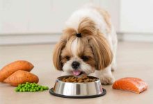 Best Grain Free Dog Food for Shih Tzus with Allergies