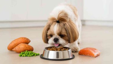 Best Grain Free Dog Food for Shih Tzus with Allergies