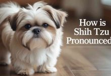 How Is Shih Tzu Pronounced? Get It Right with Ease