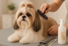 Shih Tzu Shedding Explained: What Every Dog Owner Should Know