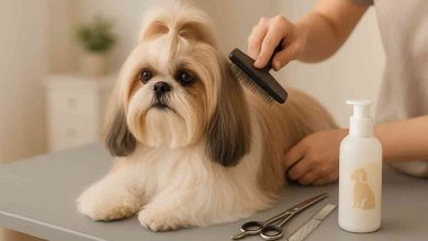Shih Tzu Shedding Explained: What Every Dog Owner Should Know