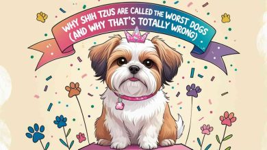 Why Shih Tzus Are Called the Worst Dogs (And Why That’s Totally Wrong)