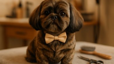 Brindle Shih Tzu: Rare Coat Colors, Genetics & Grooming Tips