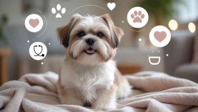 how long can a shih tzu live