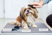 How Often to Brush a Shih Tzu? Expert Tips