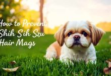 prevent shih tzu hair mats