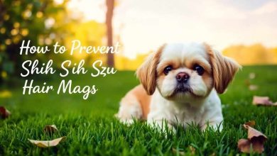 prevent shih tzu hair mats