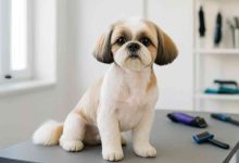 Shaved Shih Tzu Styles, Mistakes, and Real Owner Experiences