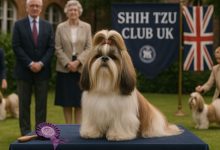 shih tzu club uk
