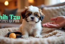 Shih Tzu Puppies Adoption: How to Find Your Perfect Companion