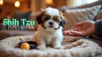 Shih Tzu Puppies Adoption: How to Find Your Perfect Companion