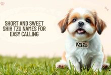 Short and Sweet Shih Tzu Names for Easy Calling