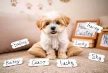 Unisex Shih Tzu Names: Perfect for Any Pup