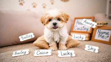 Unisex Shih Tzu Names: Perfect for Any Pup