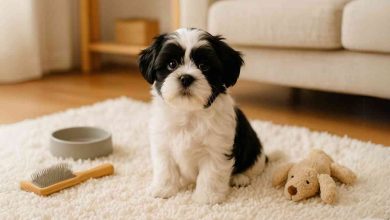 black and white shih tzu