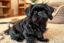 black shih tzu