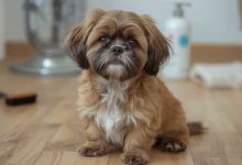brindle shih tzu
