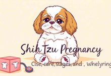 shih tzu pregnancy