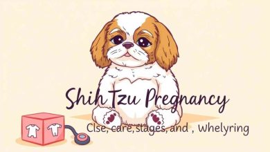 shih tzu pregnancy