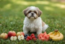 shih tzu safe fruits