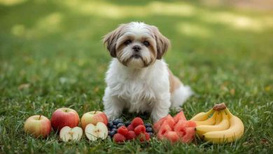 shih tzu safe fruits